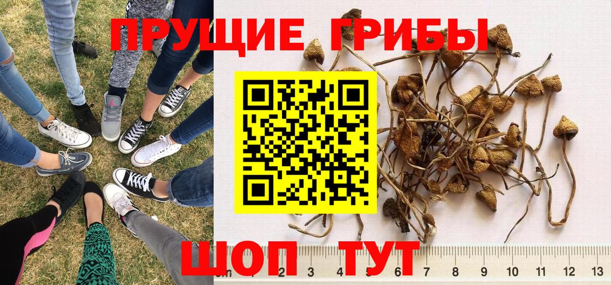 Барнаул  Галлюциногенные грибы Cubensis  Вход с VPN 
